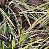 Liriope muscari 'Silvery Sunproof', habit