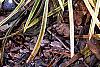 Liriope muscari 'Silvery Sunproof', habit