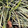 Liriope muscari 'Silvery Sunproof', habit