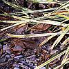 Liriope muscari 'Silvery Sunproof', habit