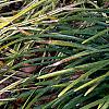 Liriope muscari 'Silvery Sunproof', habit