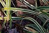 Liriope muscari 'Silvery Sunproof', habit