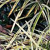 Liriope muscari 'Silvery Sunproof', habit