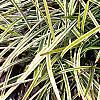 Liriope muscari 'Silvery Sunproof', habit