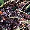 Liriope muscari 'Silvery Sunproof', habit