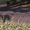 Liriope muscari 'Variegata', habit