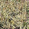 Liriope muscari 'Variegata', habit