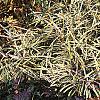 Liriope muscari 'Variegata', habit