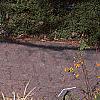 Liriope muscari 'Variegata', habit