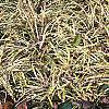 Liriope muscari 'Variegata', habit