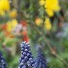 Muscari armeniacum, habit