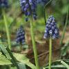 Muscari armeniacum, habit