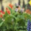 Muscari armeniacum, habit