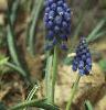 Muscari armeniacum, habit