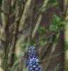 Muscari armeniacum, habit