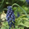 Muscari armeniacum, habit