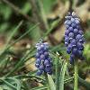 Muscari armeniacum, habit