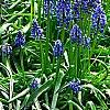 Muscari armeniacum, habit
