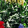 Muscari armeniacum, habit