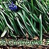 Muscari armeniacum, habit