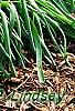Muscari armeniacum, habit