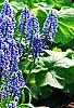 Muscari armeniacum, habit