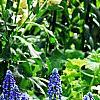 Muscari armeniacum, habit