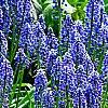 Muscari armeniacum, habit