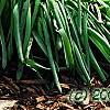 Muscari armeniacum, habit