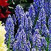 Muscari armeniacum, habit