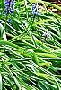 Muscari armeniacum, habit