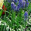 Muscari armeniacum, habit