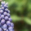 Muscari armeniacum, flowers