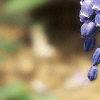 Muscari armeniacum, flowers
