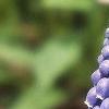 Muscari armeniacum, flowers