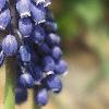 Muscari armeniacum, flowers