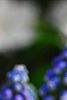 Muscari armeniacum, flowers