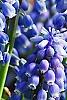Muscari armeniacum, flowers