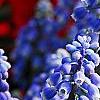 Muscari armeniacum, flowers