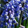 Muscari armeniacum, flowers