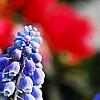 Muscari armeniacum, flowers