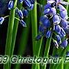 Muscari armeniacum, flowers
