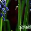 Muscari armeniacum, flowers