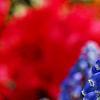 Muscari armeniacum, flowers