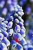 Muscari armeniacum, flowers