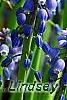 Muscari armeniacum, flowers