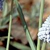 Muscari armeniacum 'Valerie Finnis', habit