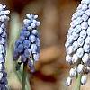 Muscari armeniacum 'Valerie Finnis', habit