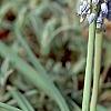 Muscari armeniacum 'Valerie Finnis', habit
