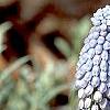 Muscari armeniacum 'Valerie Finnis', habit